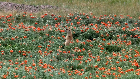 Prairie Dog